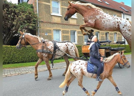 Appaloosa, Stute, 5 Jahre, 142 cm, Tigerschecke