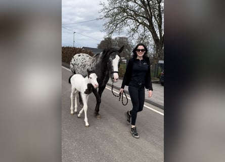 Appaloosa Mix, Stute, 5 Jahre, 150 cm, Schecke