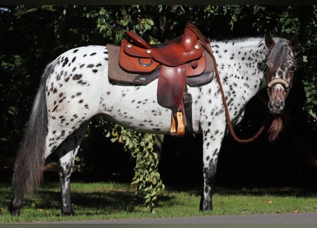 Appaloosa Mix, Stute, 5 Jahre, 153 cm, Tigerschecke
