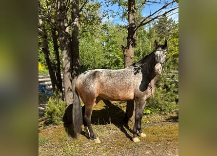Appaloosa Mix, Stute, 5 Jahre, 156 cm