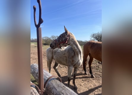 Appaloosa Mix, Stute, 5 Jahre, 158 cm, Roan-Blue