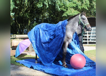 Appaloosa, Stute, 6 Jahre, 152 cm, Roan-Blue