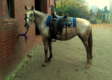 Appaloosa, Stute, 7 Jahre, 154 cm, Buckskin