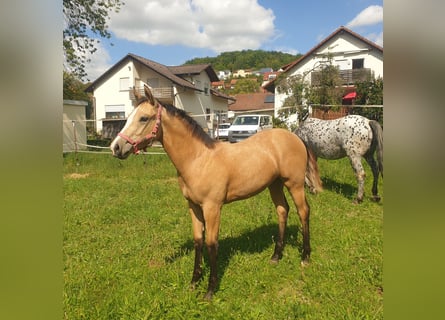 Appaloosa, Stute, Fohlen (04/2025), Buckskin