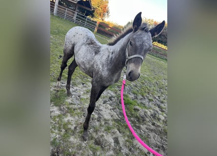 Appaloosa Mix, Stute, Fohlen (06/2025)