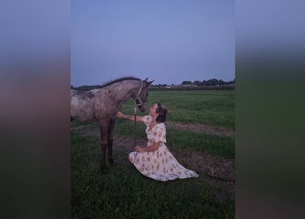 Appaloosa Mix, Stute, Fohlen (06/2025)