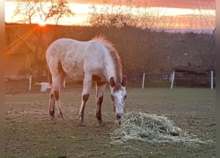 Appaloosa, Stute, Fohlen (05/2023), Rotbrauner
