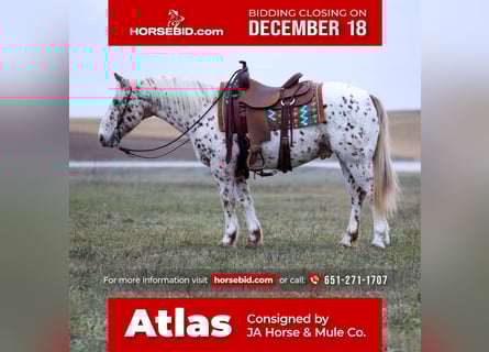 Appaloosa Blandning, Valack, 11 år, 145 cm, Leopard-Piebald