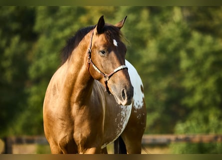 Appaloosa, Valack, 4 år, 158 cm, Mörkbrun