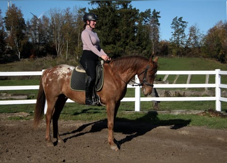 Appaloosa Blandning, Valack, 7 år, 154 cm, Leopard-Piebald