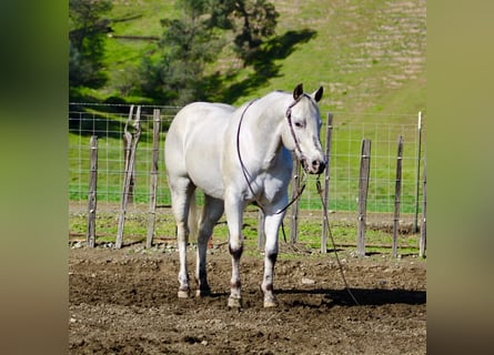 Appaloosa, Wałach, 10 lat, 150 cm, Siwa