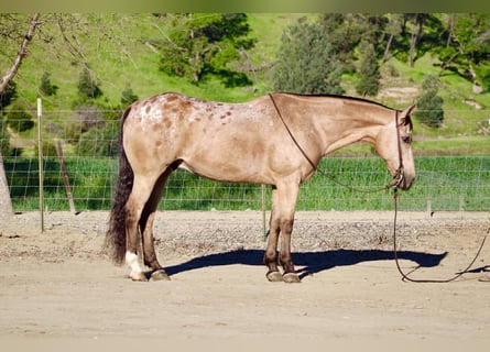 Appaloosa, Wałach, 12 lat, 155 cm, Jelenia