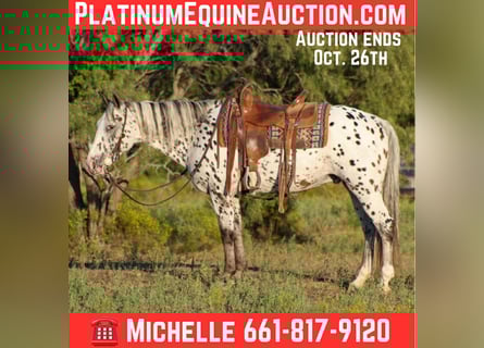 Appaloosa, Wałach, 13 lat, 145 cm, Kasztanowata