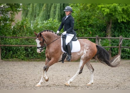 Appaloosa, Wałach, 18 lat, 160 cm, Tarantowata