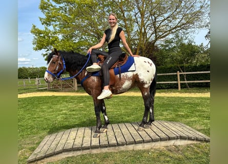 Appaloosa, Wałach, 4 lat, 149 cm, Tarantowata