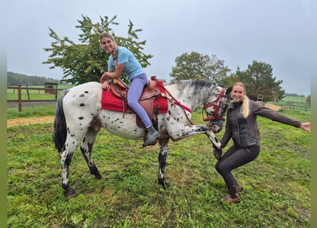 Appaloosa Mix, Wałach, 4 lat, 156 cm, Tarantowata