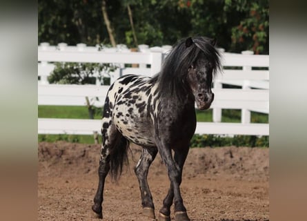 Appaloosa, Wałach, 4 lat, 95 cm, Tarantowata