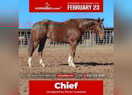 Appaloosa, Wałach, 5 lat, 152 cm