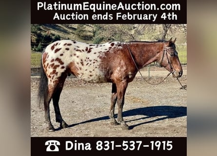 Appaloosa, Wałach, 5 lat, Gniada