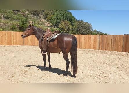 Appaloosa Mix, Wałach, 6 lat, 155 cm, Gniada