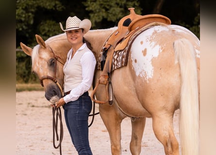 Appaloosa, Wałach, 6 lat, 159 cm, Izabelowata