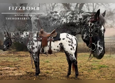 Appaloosa, Wałach, 6 lat, 165 cm, Kara