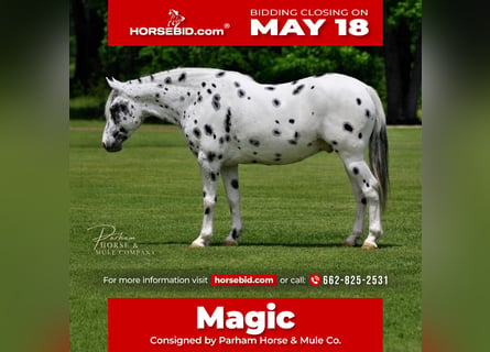 Appaloosa, Wałach, 6 lat, Tarantowata