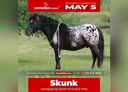 Appaloosa, Wałach, 7 lat, 112 cm