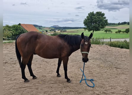 Appaloosa, Wałach, 7 lat, 156 cm, Gniada