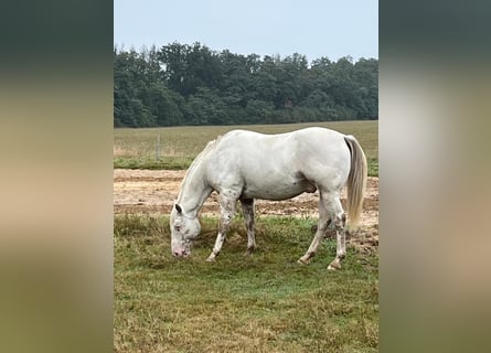 Appaloosa, Wałach, 8 lat, 154 cm