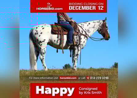 Appaloosa, Wałach, 11 lat, 152 cm, Tarantowata