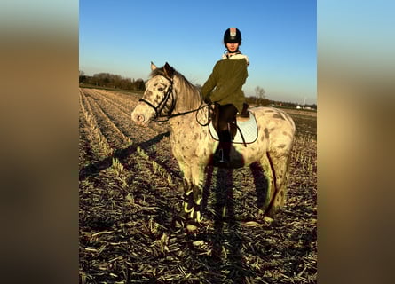 Appaloosa, Wałach, 12 lat, 150 cm, Tarantowata