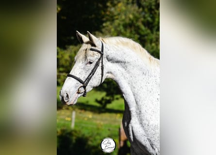Appaloosa, Wałach, 4 lat, 160 cm, Siwa w hreczce