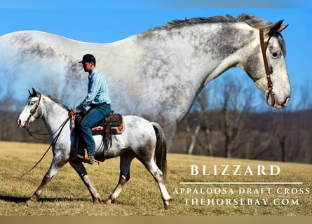 Appaloosa Mix, Wałach, 8 lat, 152 cm, Siwa