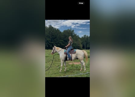 Appaloosa, Wallach, 12 Jahre, 152 cm, White