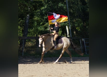 Appaloosa, Wallach, 13 Jahre, 163 cm, Buckskin