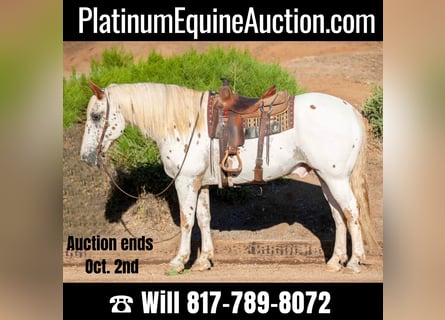 Appaloosa, Wallach, 13 Jahre, 163 cm, White