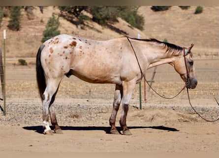 Appaloosa, Wallach, 14 Jahre, Buckskin