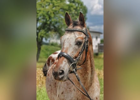 Appaloosa, Wallach, 15 Jahre, 155 cm, Tigerschecke