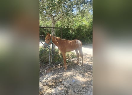 Appaloosa, Wallach, 1 Jahr, 125 cm, Fuchs