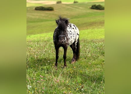 Appaloosa, Wallach, 2 Jahre, 104 cm, Tigerschecke