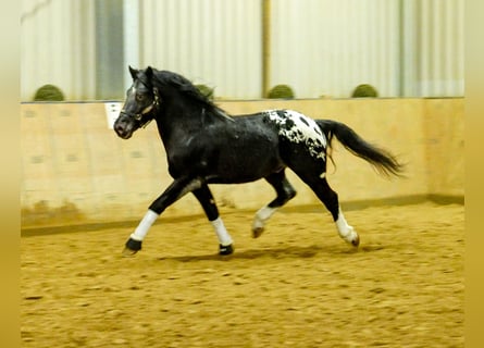 Appaloosa, Wallach, 3 Jahre, 155 cm, Rappe