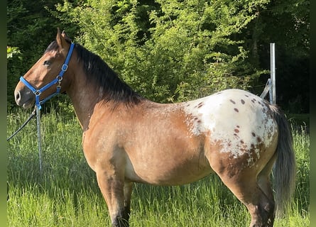Appaloosa, Wallach, 3 Jahre, 157 cm, Tigerschecke