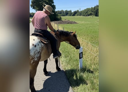 Appaloosa, Wallach, 3 Jahre, 157 cm, Tigerschecke