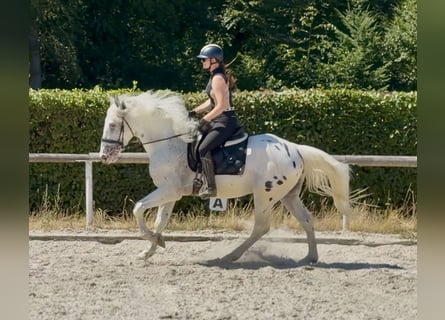 Appaloosa Mix, Wallach, 3 Jahre, 160 cm, Tigerschecke