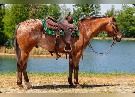 Appaloosa, Wallach, 3 Jahre, Rotbrauner