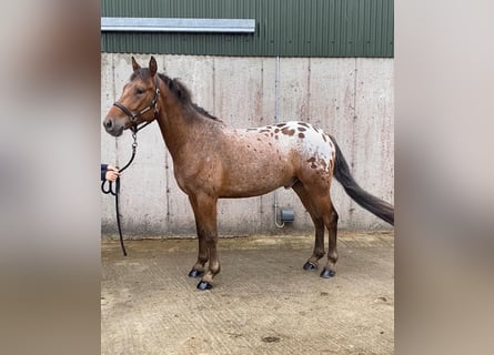 Appaloosa, Wallach, 4 Jahre, 147 cm, Tigerschecke