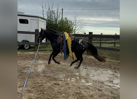 Appaloosa, Wallach, 4 Jahre, 153 cm, Rappe