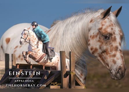 Appaloosa, Wallach, 4 Jahre, 155 cm, Tigerschecke