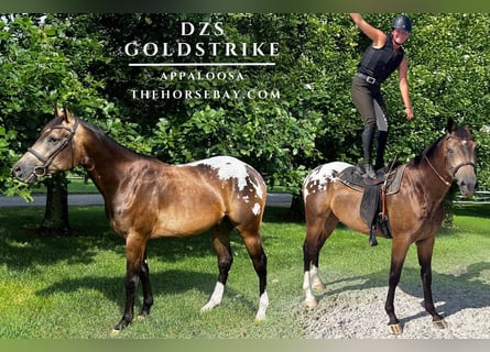 Appaloosa, Wallach, 4 Jahre, 157 cm, Buckskin